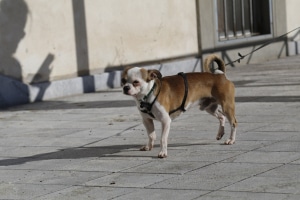 MG_8534-ridotta