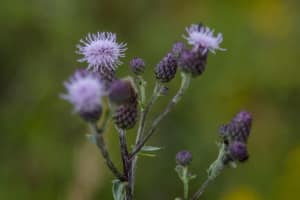 MG_8614-001